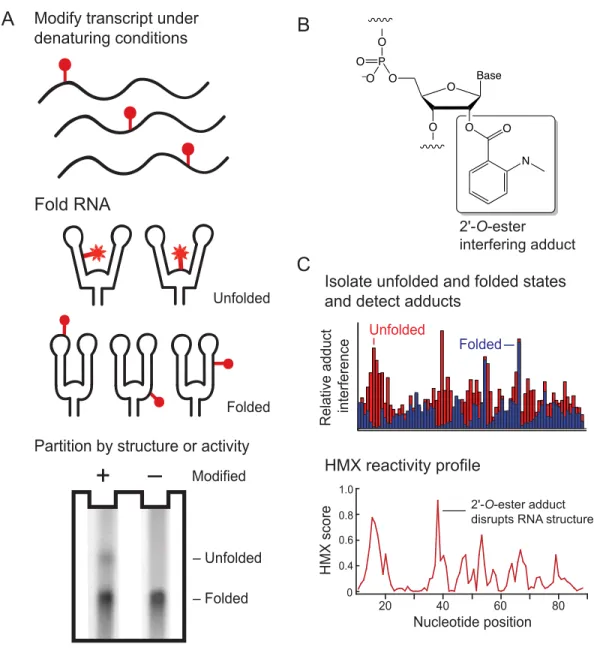 Figure 2.1 2'-Hydroxyl molecular interference (HMX). (A) RNA is modified under  denatured conditions such that all nucleotides have a significant probability of being 