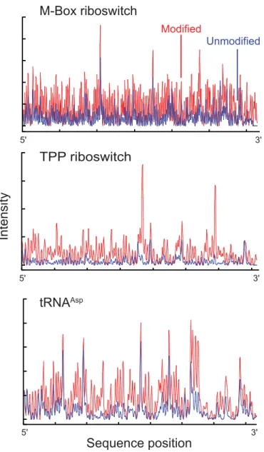Figure 2.2 Electropherograms of 2'-O-ester modified and unmodified RNAs. Each RNA was  modified with NMIA under denaturing conditions