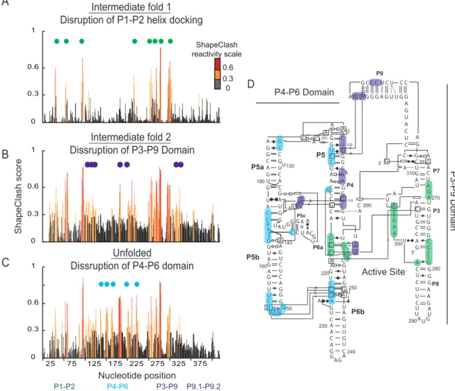 Figure 3.2 Analysis of intermediate structures in Group I intron. HMX score profiles were  created for the (A) first and (B) second intermediate bands as well as for the (C) unfolded  band