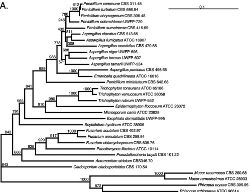 FIG. 1. 28S and ITS1/ITS2 DNA sequence-based phylogenetic trees of clinically signiﬁcant molds