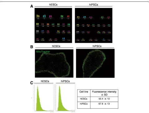 Fig. 6 Karyotype analysis and fluorescence-based quantification of mitochondria.(left) and an M-Fish stained hiPSC (right), confirming that both cell lines have normal karyotypes.FM of hESC and hiPSCs