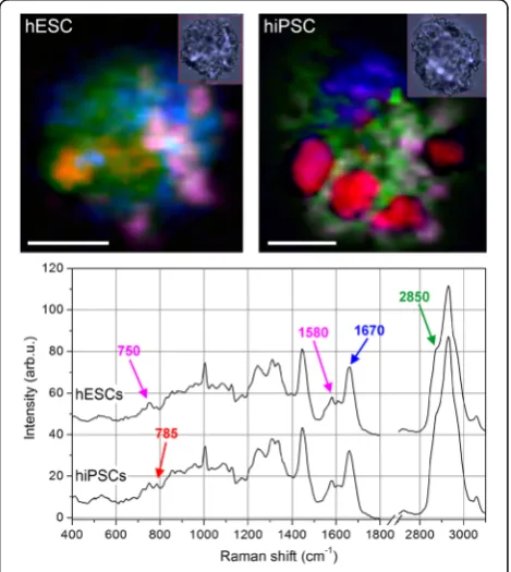 Figure 1 shows two typical cells probed by Ramanmicro-spectroscopy, one hESC and one hiPSC