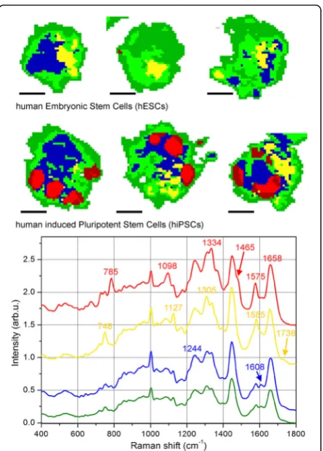 Fig. 3 Semiquantitative comparison of Raman images by cluster analysis.KCA performed on the PCA results for Raman assignment of differentcellular regions