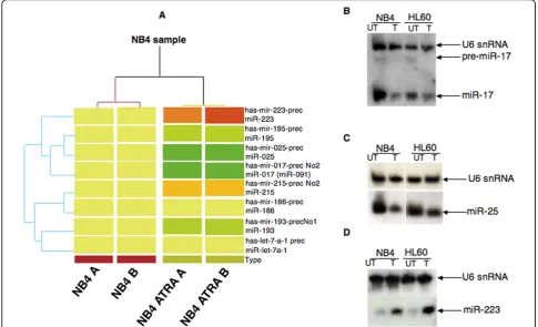 Figure 1 Cluster analysis of treated and untreated NB4 cell lines using the 8 human miRNAs differentially expressed and Northernblot validation of miR-223, miR-17 and miR-25