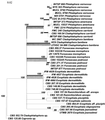 FIG. 2. Consensus tree of 40 strains of black yeasts and related fungi based on conﬁdently aligned rRNA gene ITS sequences, i.e., excludingpositions 97 to 155 and 184 to 208 (ITS1), and 456 to 484 and 541 to 631 (ITS2), using the neighbor joining algorithm in the Treecon package with