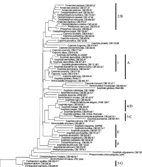 FIG. 3. Neighbor-joining tree based on 1,660 positions of 70 SSU rRNA gene sequences generated with the ARB package