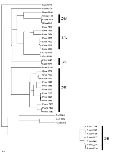 FIG. 4. Unrooted tree made with the Kitsch program in the Phylip package for construction of the DNAWD distance matrix of the entire ITSregion of 40 black yeasts and related fungi
