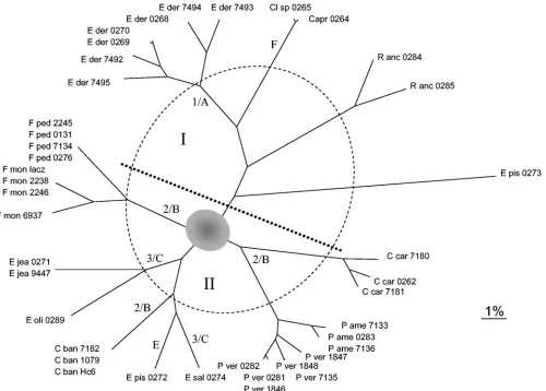 FIG. 5. Unrooted tree made with the Kitsch program in the Phylip package for construction of the DNAWD distance matrix of ITS2 of 40 blackyeasts and related fungi