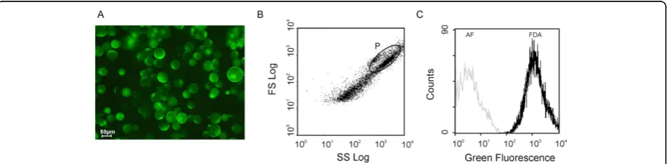 Figure 1 Microscopical and flow cytometric analysis of a protoplast population purified from grape cellsFDA and observed under UV light (epifluorescence, A)