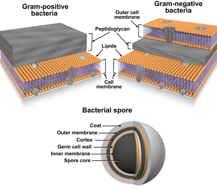 Figure 4. The structural layers of Gram-positive and -negative Bacteria and Bacterial Spores Lipid membranes are denoted with orange color.