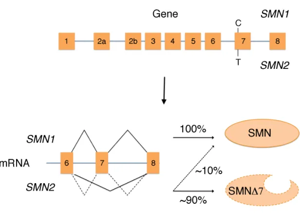 Figure 1.1. SMN2 cannot fully compensate for loss of 