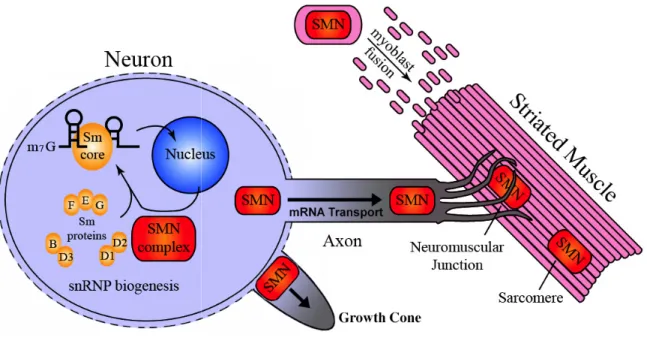 Figure 1.3. A summary of the different functions ascribed to S
