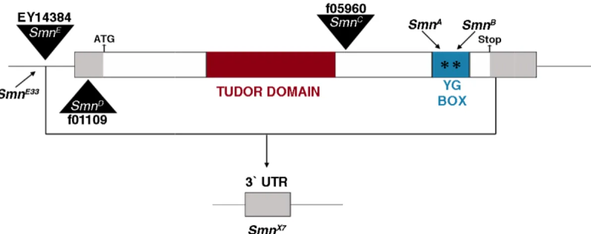 Figure 1.6. Mutations in the 