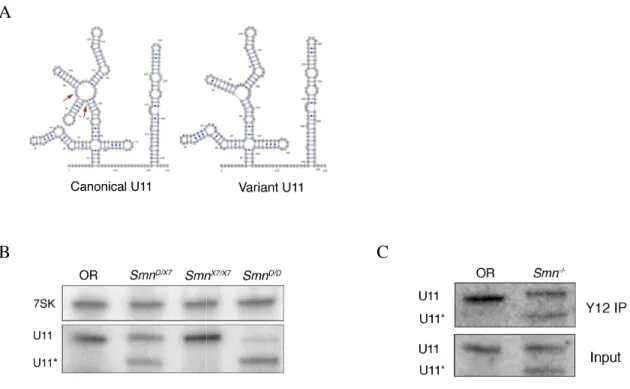 Figure  S2.2.  Smn D   mutants  express  a  non