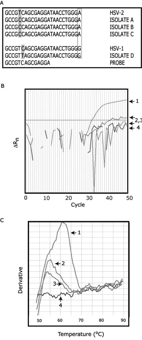 FIG. 2. SNP detection. (a) Sequences of atypical HSV isolates.Locations of novel polymorphisms are shaded