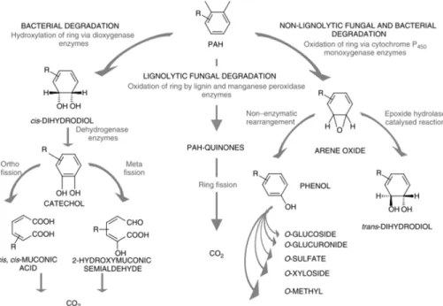 Figure 2.6 Biodegradation pathway of PAHs  (Bamforth and Singleton 2005). 