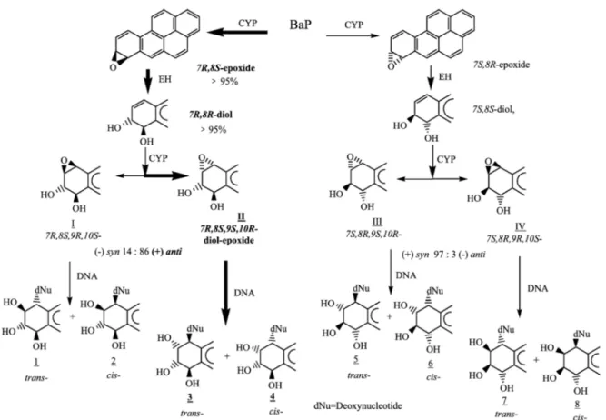 Figure 2.7 Diol epoxide metabolic activation of benzo[a]pyrene (Xue and Warshawsky 2005)