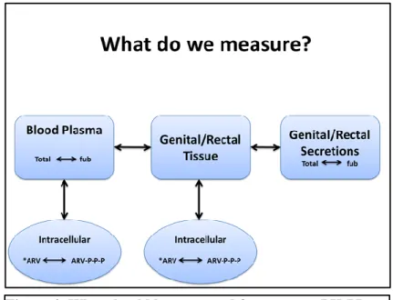 Figure 4: What should be measured for accurate PK-PD  evaluations? *Only N(t)RTIs require phosphorylation for  activation ART-P-P-P =tri-phosphorylated metabolite; fub= 
