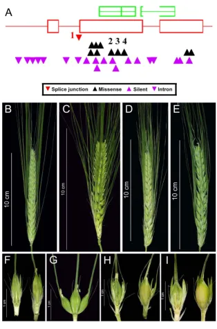 Figure 2Tilling of the gene HvHox1 reveals new alleles of the two-rowed/six-rowed locus Vrs1sessed fully fertile and awned lateral spikelets only partial fertility, mostly in the basal lateral spikelets cences onymous mutations; and red = a splice junction