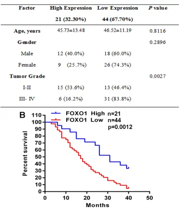 Figure 2: FOXO1 down-regulation is associated with glioma progression. A. The correlation analyses of FOXO1 protein level in relation to clinicopathologic variables of glioma patients