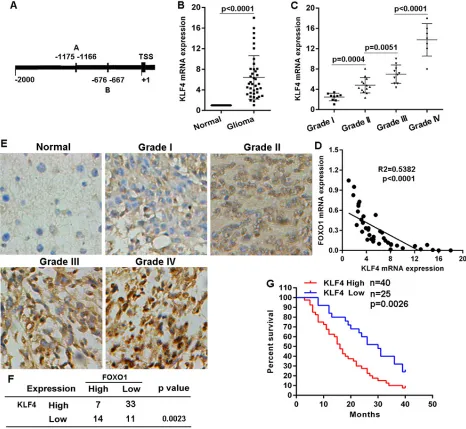 Figure 4: KLF4 negatively correlated with FOXO1 expression in glioma. A. Schematic of the putative binding site of KLF4 in the FOXO1 promoter