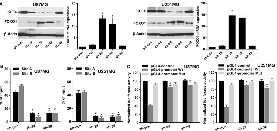 Figure 5: KLF4 transcriptionally represses FOXO1 expression in glioma. A. FOXO1 expression in mRNA and protein levels was detected by qRT-PCR and western blot after KLF4 knockdown