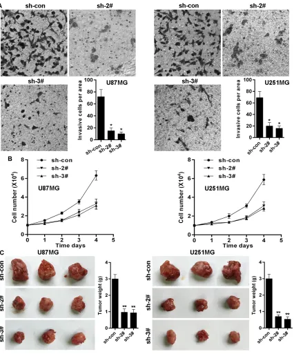 Figure 6: KLF4 knockdown suppresses glioma cells invasion and growth. A. KLF4 knockdown decreased invasion potential of U87 and U251 cell lines, as shown by cell counts per area