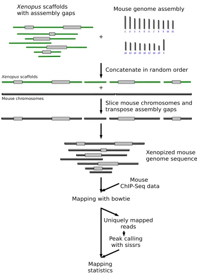 Figure 1in silico Xenopus pus nature of the genome. Sequence reads mapping at multiple locations were discarded and peak calling was carried out with sissrs