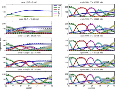 Figure 1Expression profiles of the 101 gap gene circuits at different time pointsExpression profiles of the 101 gap gene circuits at different time points