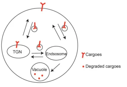 Figure  1.1:  The  TGN  and  endosomes  are  major  proteins  sorting  stations.  The  TGN  and  endosomes  controls  the  exist  and  the  entry  of  proteins