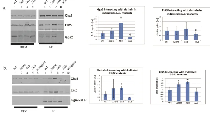 Figure 2.2. Mutations of the clathrin box region alter interaction of Gga2 with clathrin  in  vitro
