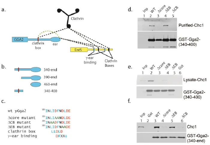 Figure 2.3. Mutations of the clathrin box region alter interaction of Gga2 with clathrin in  cell  lysates