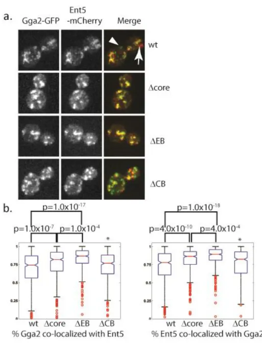 Figure 2.5. CAB mutations alter co-localization of Ent5 and Gga2. A. Representative images  of cells  analyzed