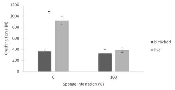 Figure 1.17. A comparison of the average force required to crush oysters when tested live or as  bleached shells