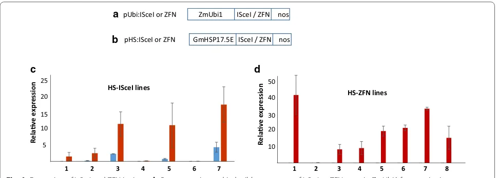 Fig. 1 Expression of I-SceI and ZFN in rice. a, b Overexpression and inducible constructs of I-SceI or ZFN contain ZmUbi1 for constitutive overexpression or GmHSP17.5E for HS-inducible expression with nos 3′ as transcription termination sequence