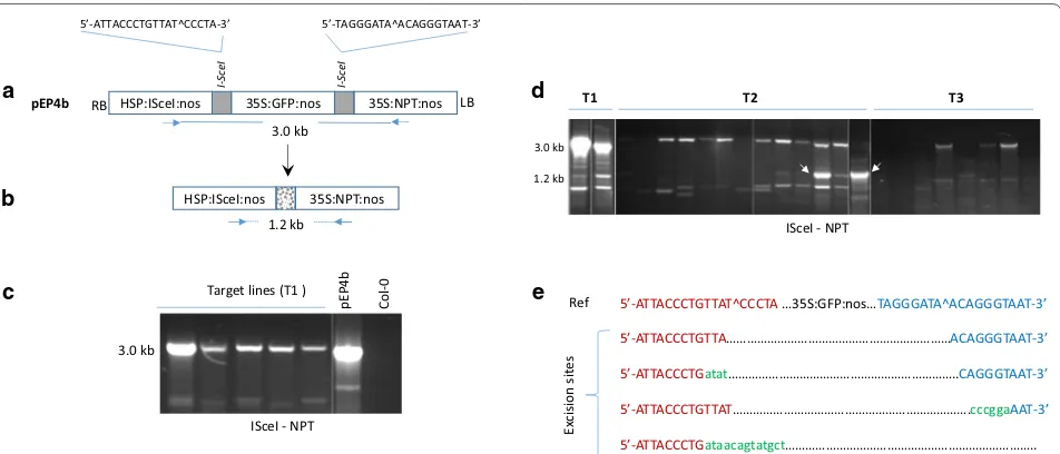 Fig. 3 Characterization of HS-inducible I-excision of analysis of the first generation transgenic (T1) lines using primers located in I-SceI in Arabidopsis