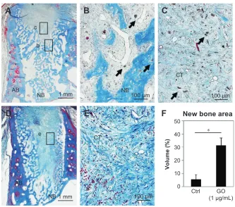 Figure 8 Histological findings in extraction socket at 2 weeks.Notes: (A) specimen receiving 1 µg/ml gO scaffold