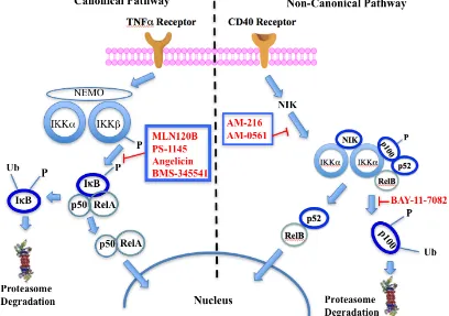 Figure 2: Putative sites of action of representative NFkappaB kinase inhibitors with anti-myeloma activity