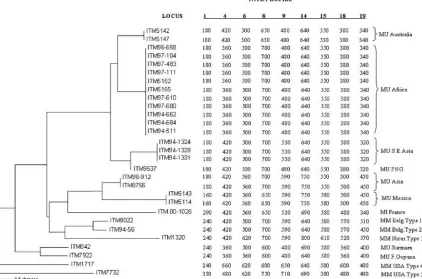 FIG. 2. PCR analysis of VNTR locus 19. (A) M. ulcerans3, ITM 94-1324; 4, ITM 9537; 5, ITM 94-1331; 6, ITM 94-1328; 7, ITM 98-912; 8, ITM 8756; 9, ITM 842; 10, ITM 7922; 11, ITM 5114; 12, ITM5143; 13, ITM 00-1026; 14, 50-bp ladder (locus 19); 15, ITM 96-658
