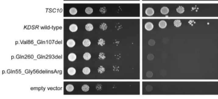 Figure 5. Mutant KDSR Does Not Complement Depletion of Endogenous Yeast TSC10