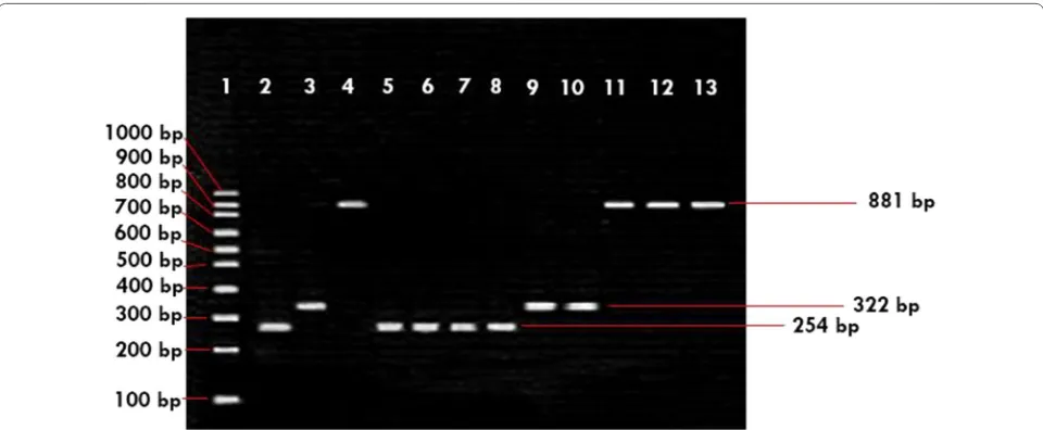 Fig. 1 Multiplex PCR of products from Escherichia coli isolates. Lanes: 1, 100-bp DNA ladder; 2, aggR positive control; 3, elt positive control; 4, eae positive control; 5, KOP.7.17 (EAEC); 6, KOP.7.20 (EAEC); 7, TIP.8.43 (EAEC); 8, TIP.8.44 (EAEC); 9, KOS.7.11 (ETEC); 10, KOP.7.14 (ETEC); 11, TOP.6.12 (EPEC); 12, TOP.6.14 (EPEC); 13, TOS.8.1 (EPEC)