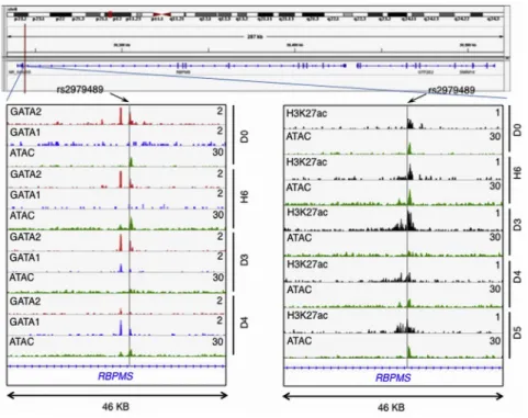 Figure 2. rs2979489 Is Localized to a Po- Po-tential Regulatory Site that Involves  Tran-sition Binding of GATA2 to GATA1 during Erythrocyte Differentiation