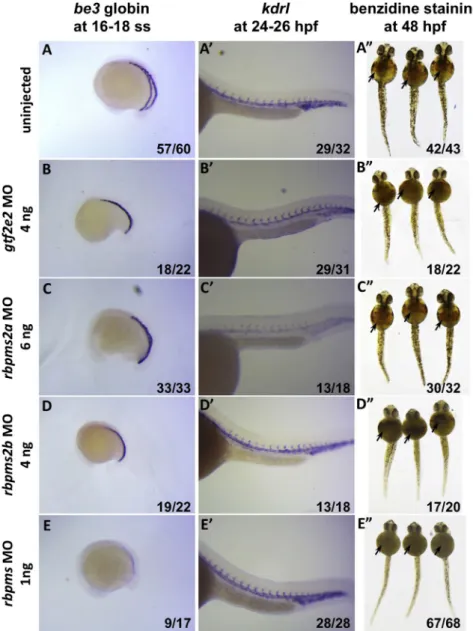 Figure 3. Loss-of-Function Analysis of the RBPMS, RBPMS2, and GTF2E2  Ortho-logs in Zebrafish