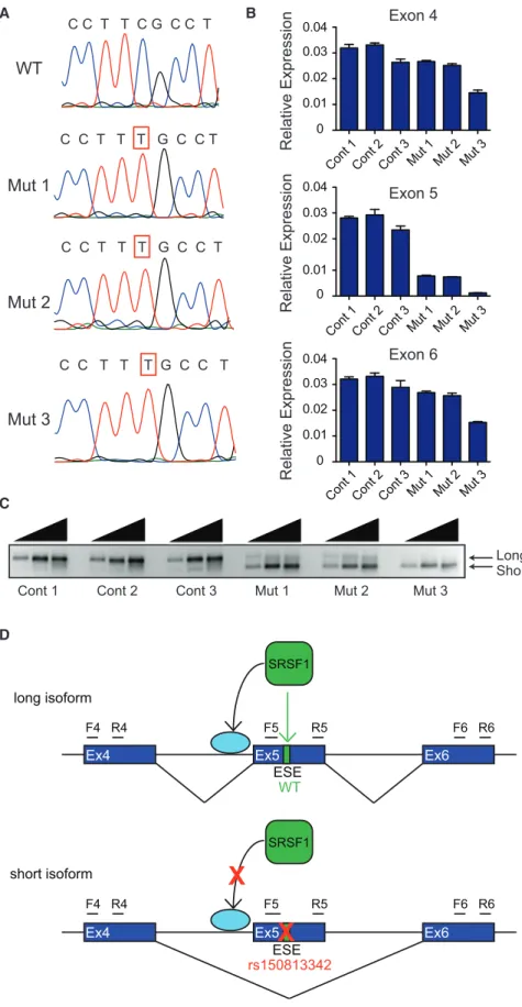 Figure 1. The Variant rs150813342 Re- Re-sults in Reduced Formation of the Long GFI1B Isoform and Preferential Formation of the Short Isoform