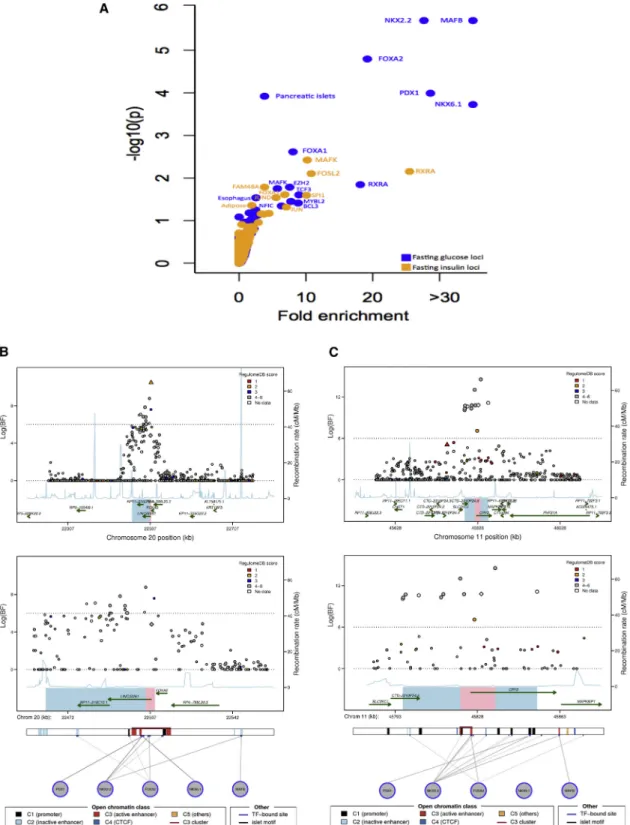 Figure 2. Trans-ethnic Fine-Mapping of Glycemic Quantitative Trait Loci Highlights Overlap between Trait-Associated SNPs and Pre- Pre-dicted Regulatory Function