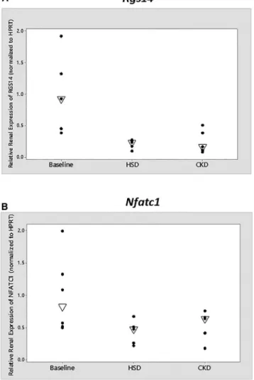 Figure 3. Relative Renal mRNA Expression of Rgs14 and Nfatc1 Expression of Rgs14 is shown in (A) and Nfatc1 in (B)
