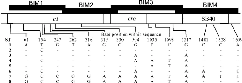 FIG. 3. Sequence types (ST) within the immCposition 1 is position 28047 in GenBank accession number AY055382, which includes ST1