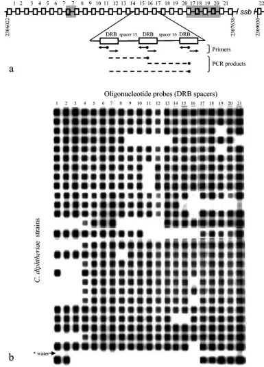 FIG. 3. DRB spoligotyping of C. diphtheriaevariable spacers. Some spacers (and hence DVR) are duplicated (shown as shaded areas)