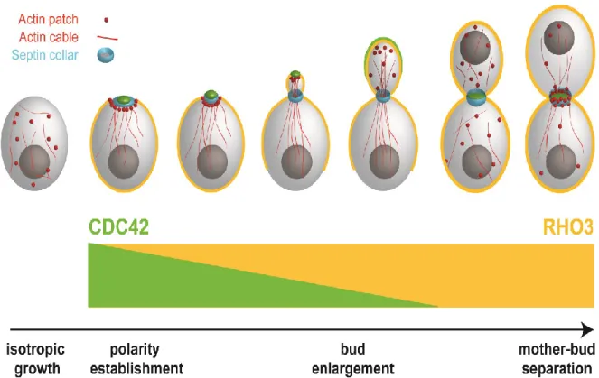Figure 1.2 Rho GTPase localization and polarized growth. The re-localization of  Cdc42 and Rho3 throughout the cell cycle reflects the stages at which they control  polarized growth