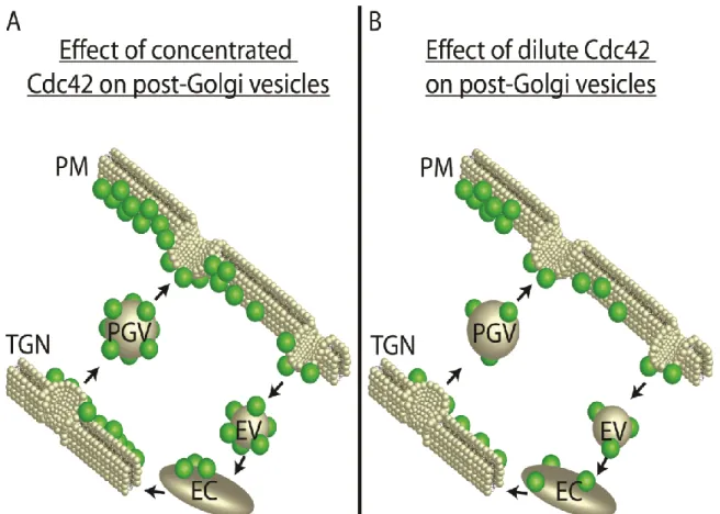 Figure 1.3 Schematic representation of potential outcomes of the delivery of  post-Golgi secretory vesicles (A) sufficiently and (B) insufficiently loaded with  Cdc42